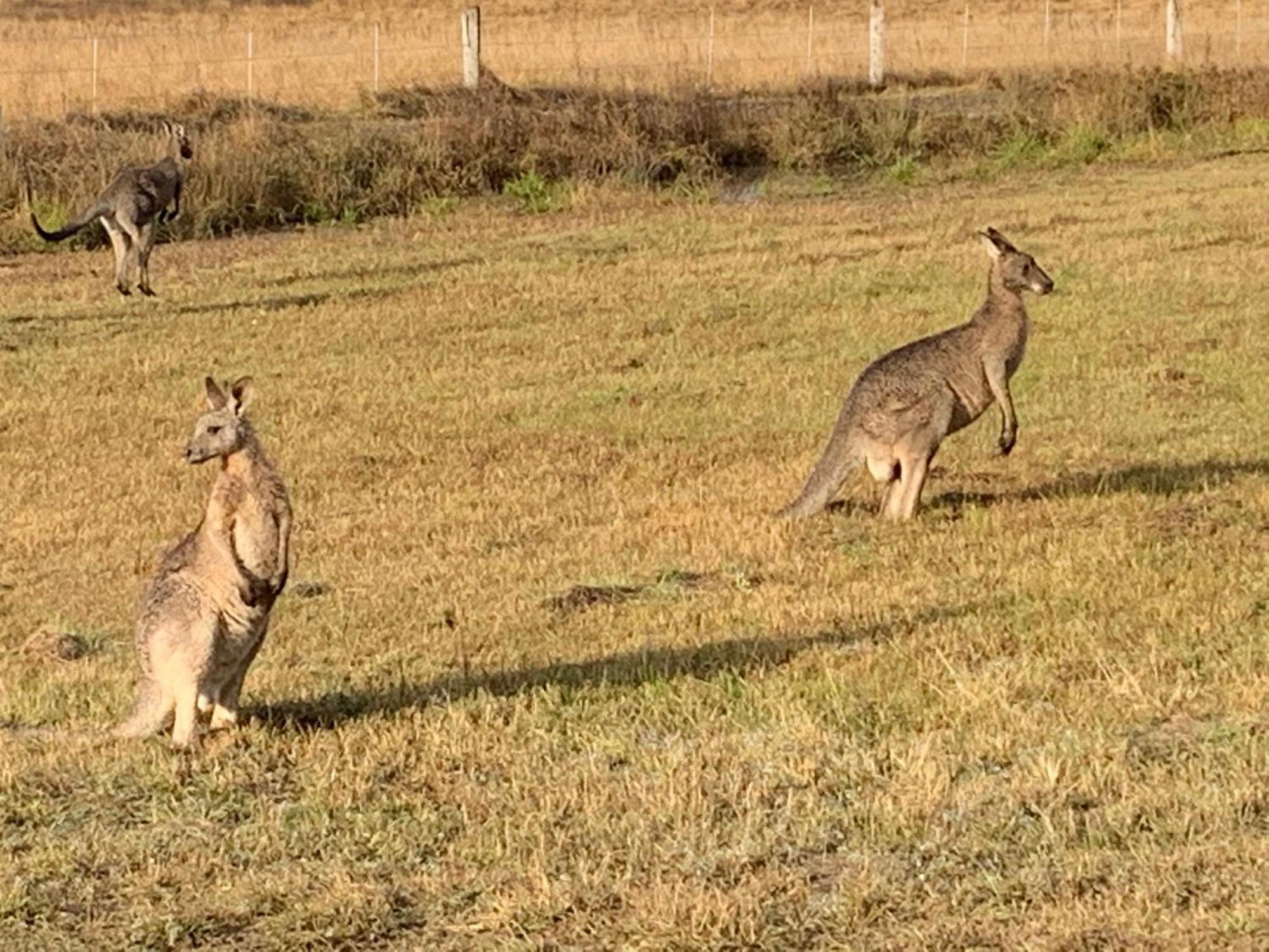 Wallaby Pokolbin