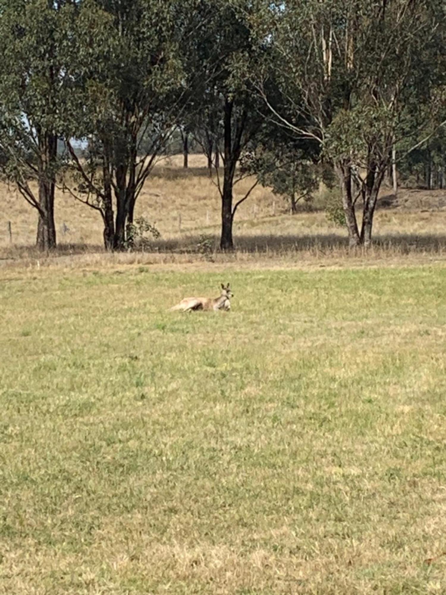 Wallaby